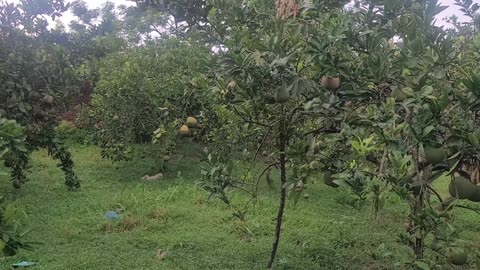 Grapefruit fruit and trees in my family's grapefruit garden_002_ Date 09.12