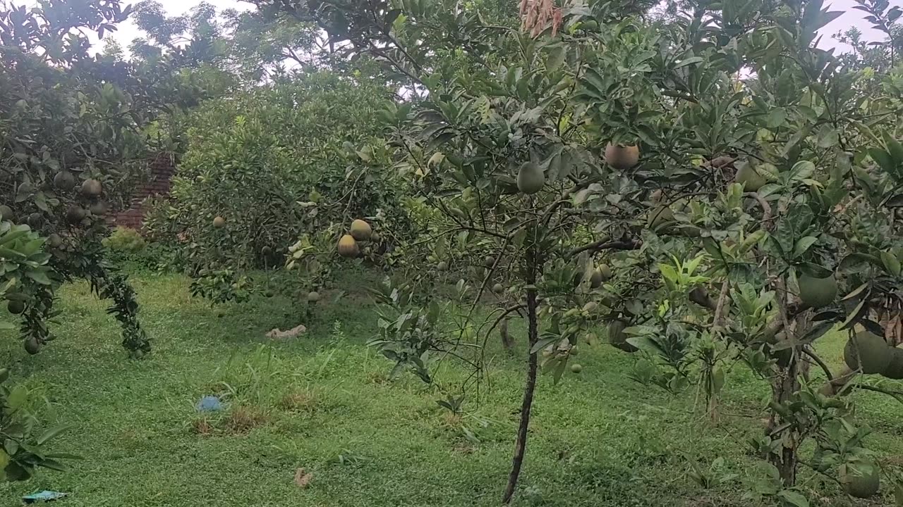 Grapefruit fruit and trees in my family's grapefruit garden_002_ Date 09.12