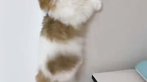 Chaotic Kittens + Cute Meows Pure Joy! 😻😂