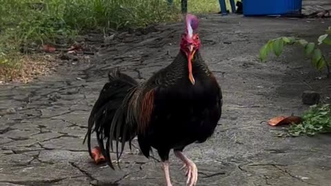 Rooster teeth