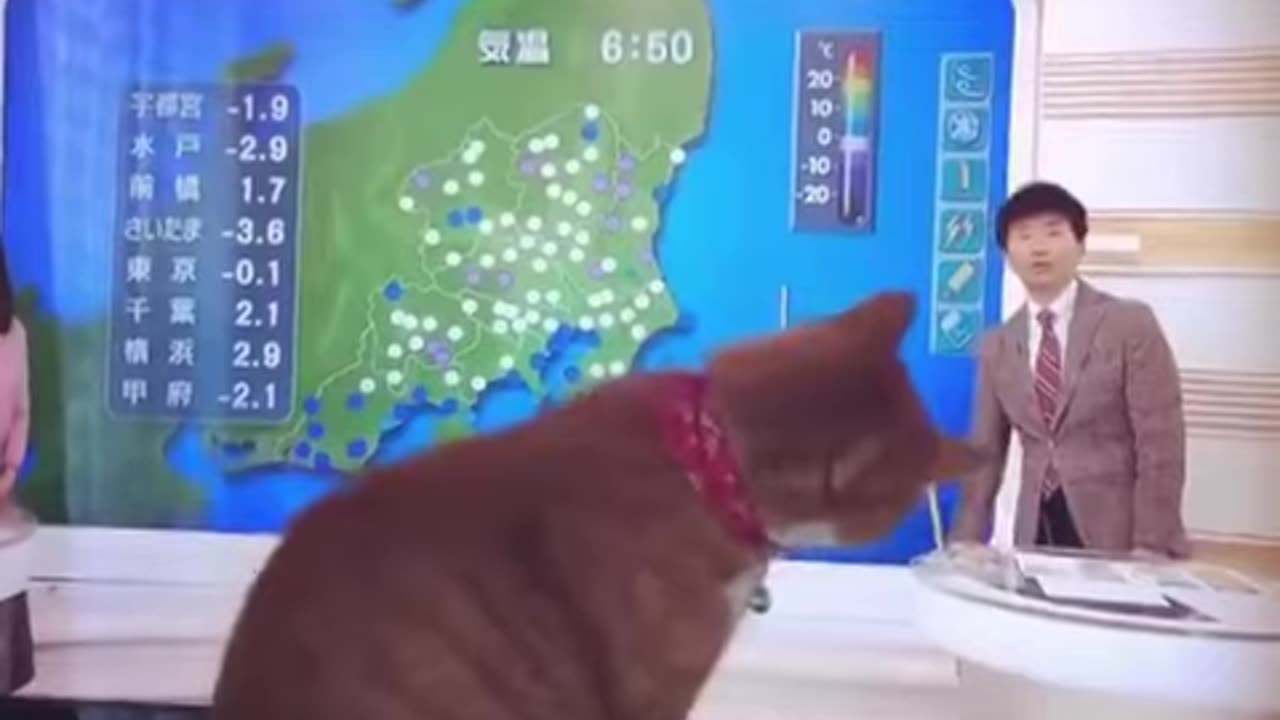 funny-cat-videos-