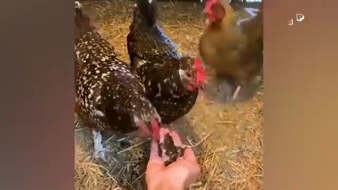 Funniest Farm Animals