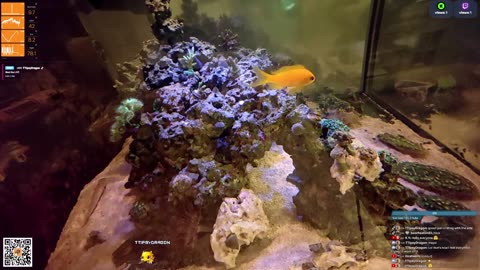 24/7 Real Live Reef Stream
