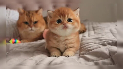 "The Cutest Little Rascal 😻 | Playful & Fluffy Kitten Fun!"