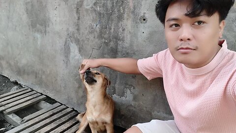Mike Pinched the Dog's Ears