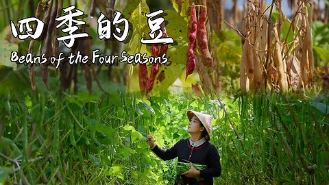 In Yunnan, “String Beans” mean beans harvested all year round.【滇西小哥】