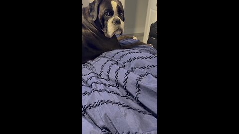 The dog’s reaction.
