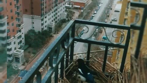 bird making nest In building tires