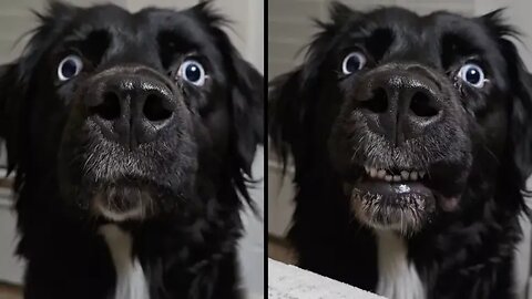 Your Daily Dose of Pets