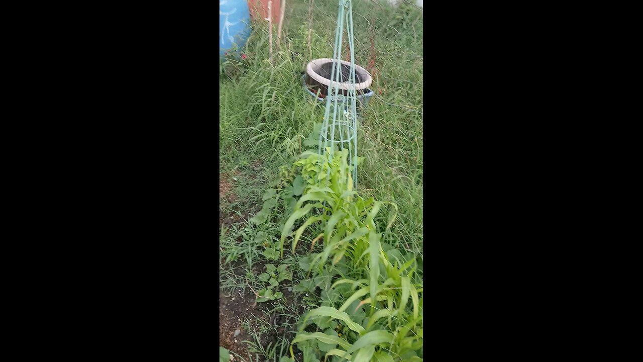 Friday's Minimalist Gardenin' Ramblin', Rantin' Sermon