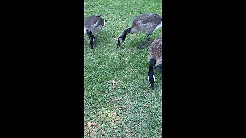 Canada Goose 🪿 #canadagoose #followme #shorts #trending #goose #viral