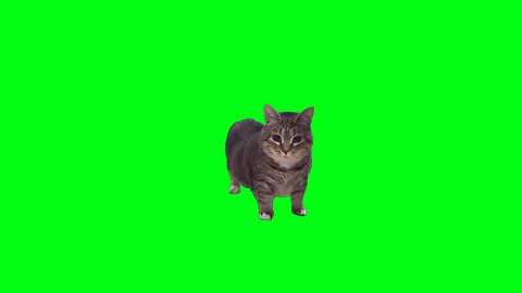 OIIA Cat x Ievan Polkka (OFFICIAL VIDEO)