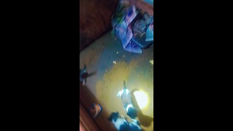 Baby cats