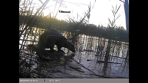 Eurasian otter filmed by Trail cam in Morocco !