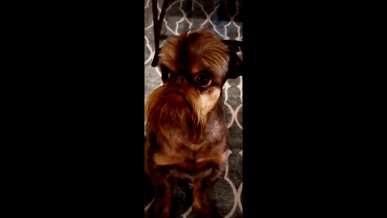 What would you name this dog?🤗