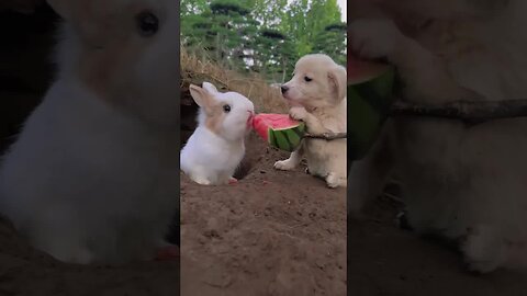 Dog feeds little rabbit watermelon Rabbit Cute Pet Debut Plan Cute Pet
