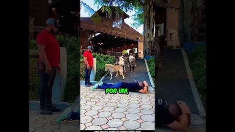 This man wants to see how smart horses really are 😲 #funnydogs #catvideos #cats