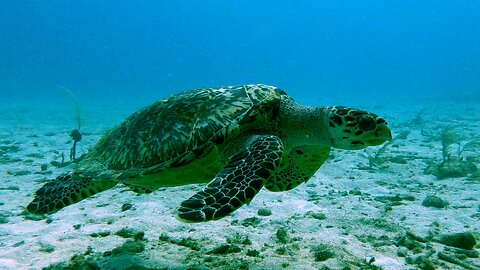 Critically endangered hawksbill sea turtle greets scuba divers on the reef in Mexico