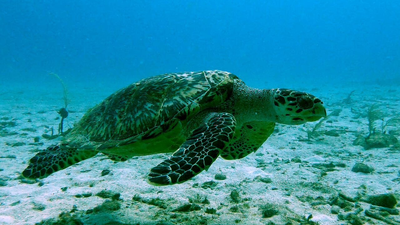Critically endangered hawksbill sea turtle greets scuba divers on the reef in Mexico