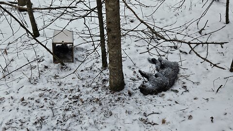 Trapping Fisher, hauling wood, and remembering Triple Nickel Trapper. December 8, 2025