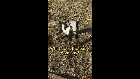 What does the goat say?