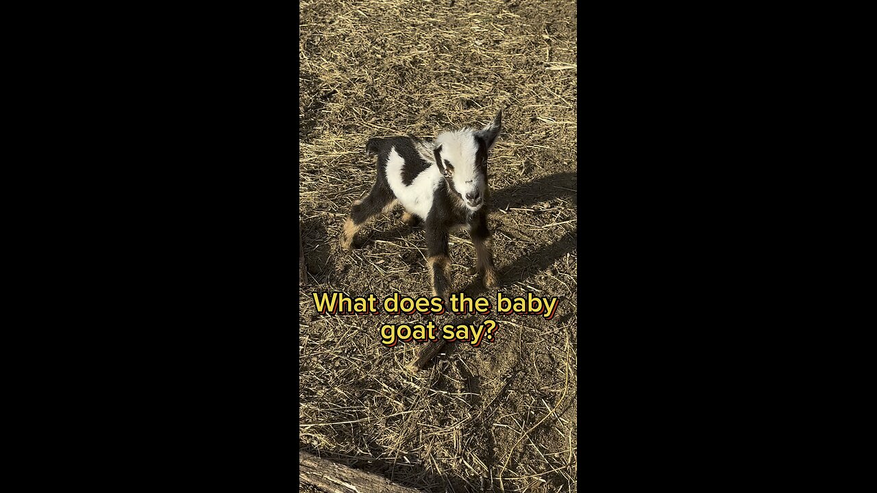 What does the goat say?