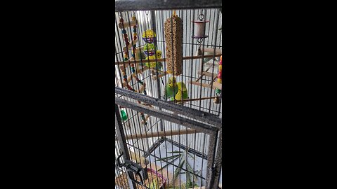 budgies feeding
