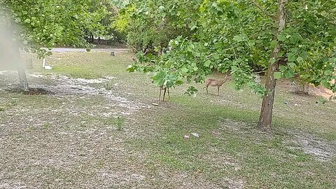 Deer so Thirsty today 4/22/25