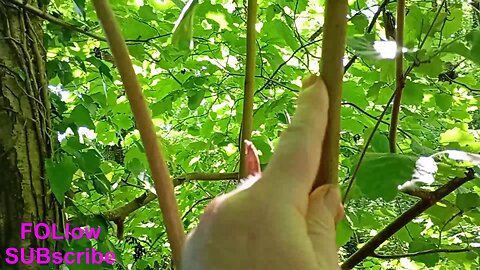 #hazel , selecting wood to make into darts for my ,