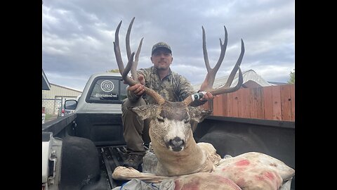 Mule Deer Shoulder Mount - Rising Phoenix Taxidermy - Fall 2024 Hunt - Marksman’s Creed