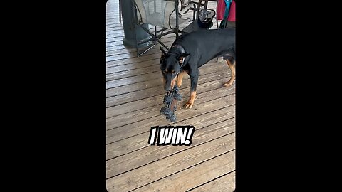 Doberman Trophy Hunter 🏆😂 | Vader Claims His RC Car Prize 🐾