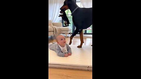 The little puppy provoked the human cub, and was picked up by the "parent" in a second! 😂