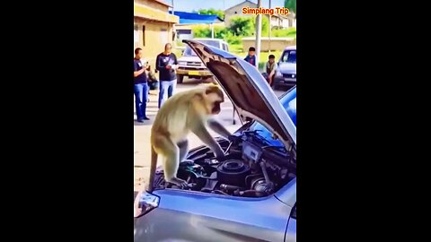 Simplang Trip 156: Monkey mechanic accidentally went wrong.