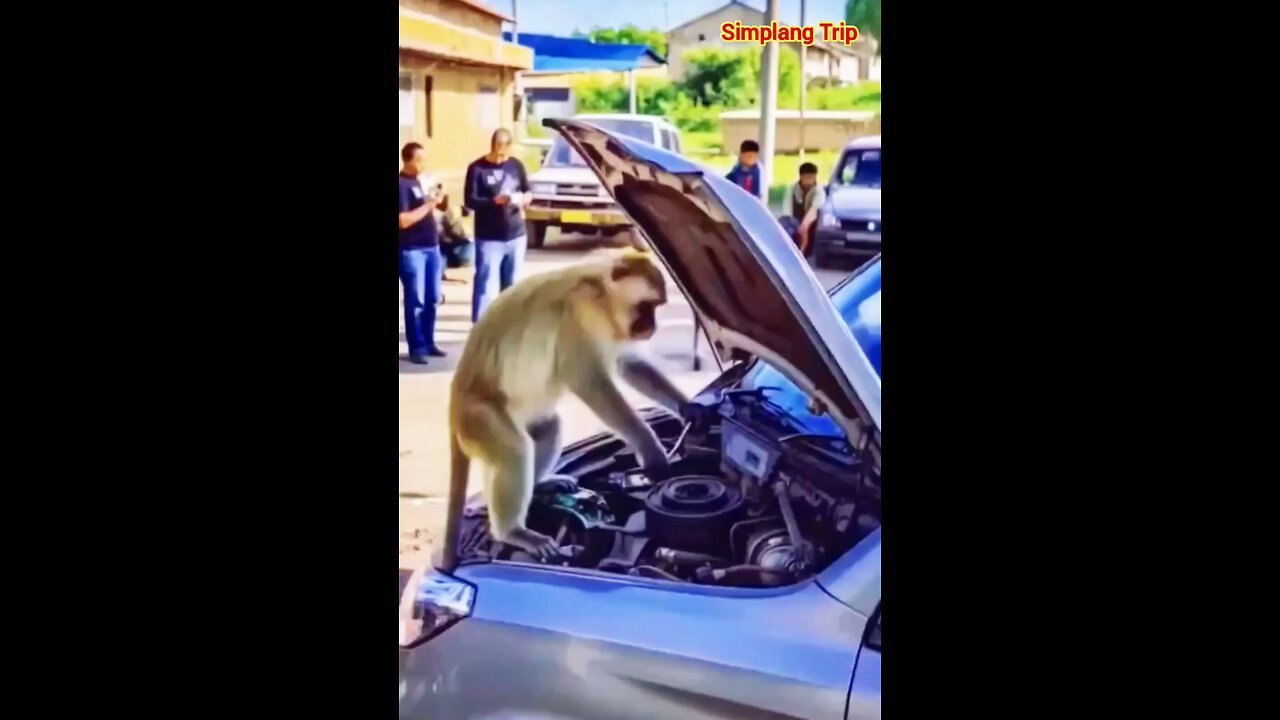 Simplang Trip 156: Monkey mechanic accidentally went wrong.