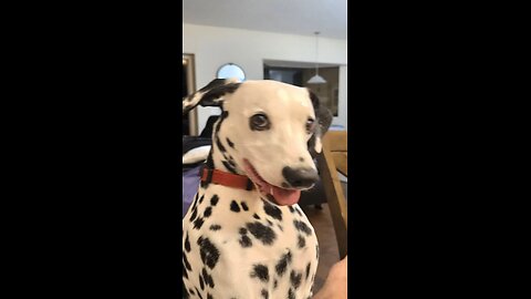 Luna Hick-ups AI generated