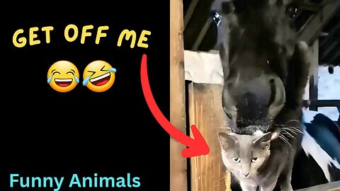 Get off me funny animals
