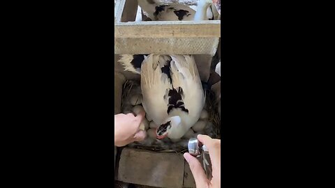 baby of duck
