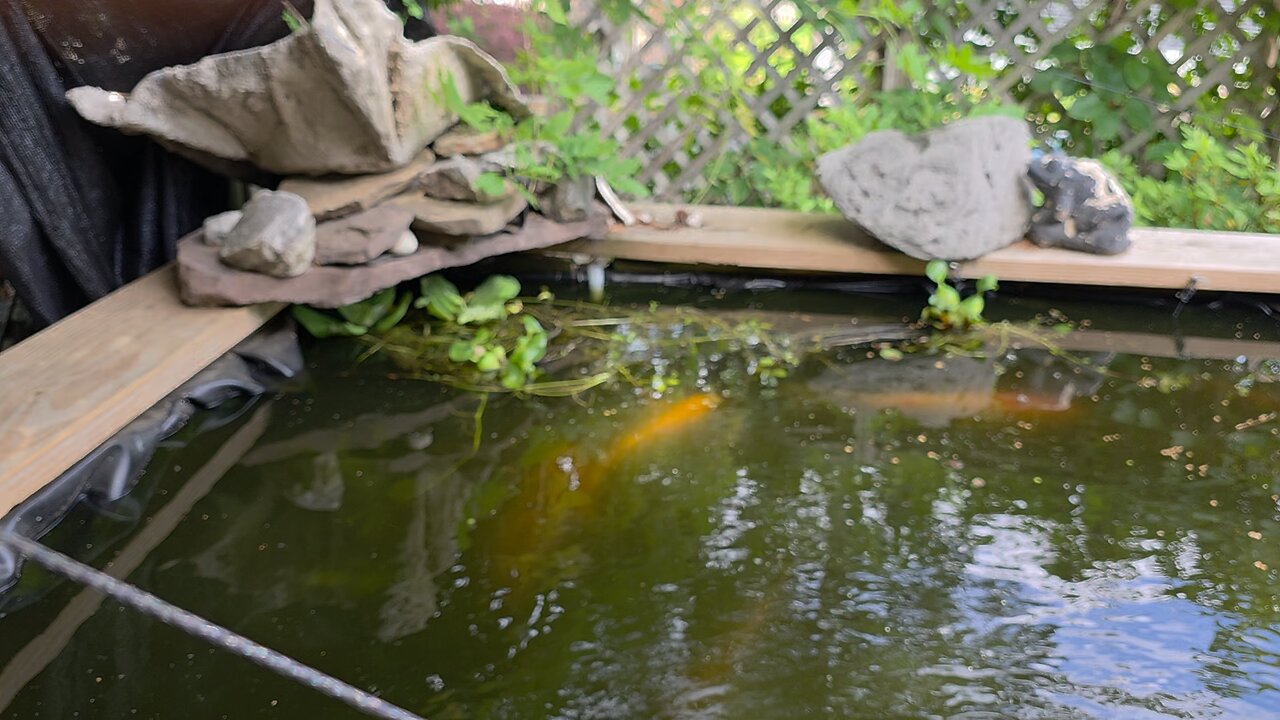 Giant Koi Fish