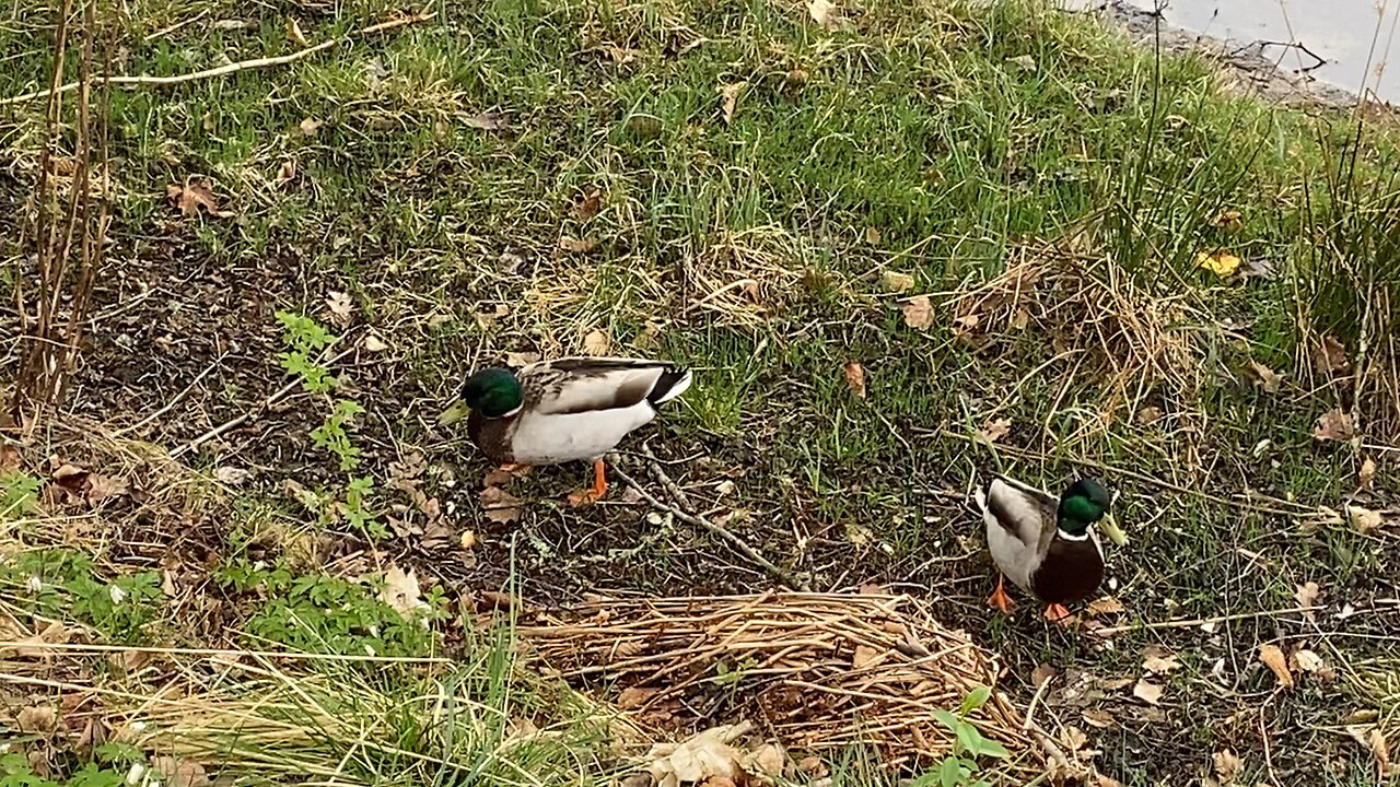 Two Wild Ducks by the Lakeside