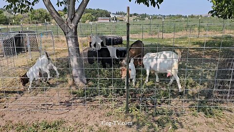 Graham Family Farm NW: 9:50 AM June 23 2025