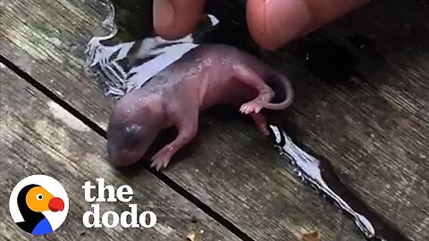 Couple Getting Married Rescued A Teeny Baby | The Dodo
