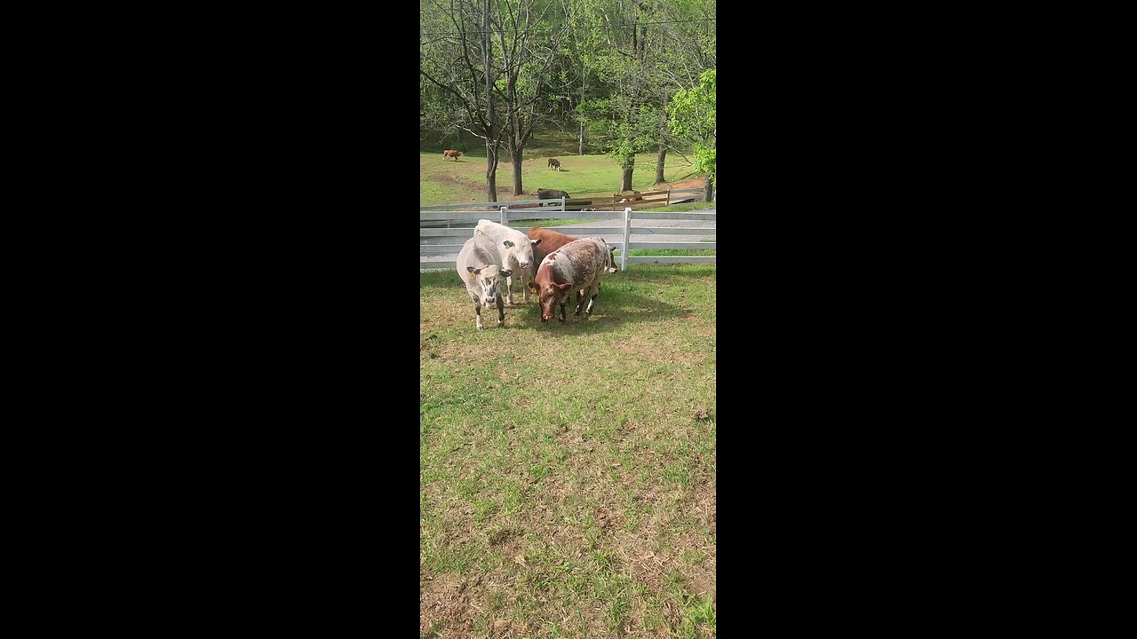 Shorthorn Plus heifers 2025.