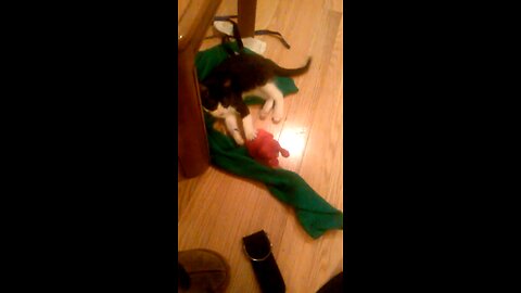 Watching my cat get high on catnip, while still carrying on with everyday life and conversations. 😉