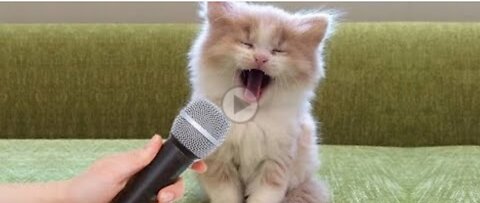 Funniest cute animals video
