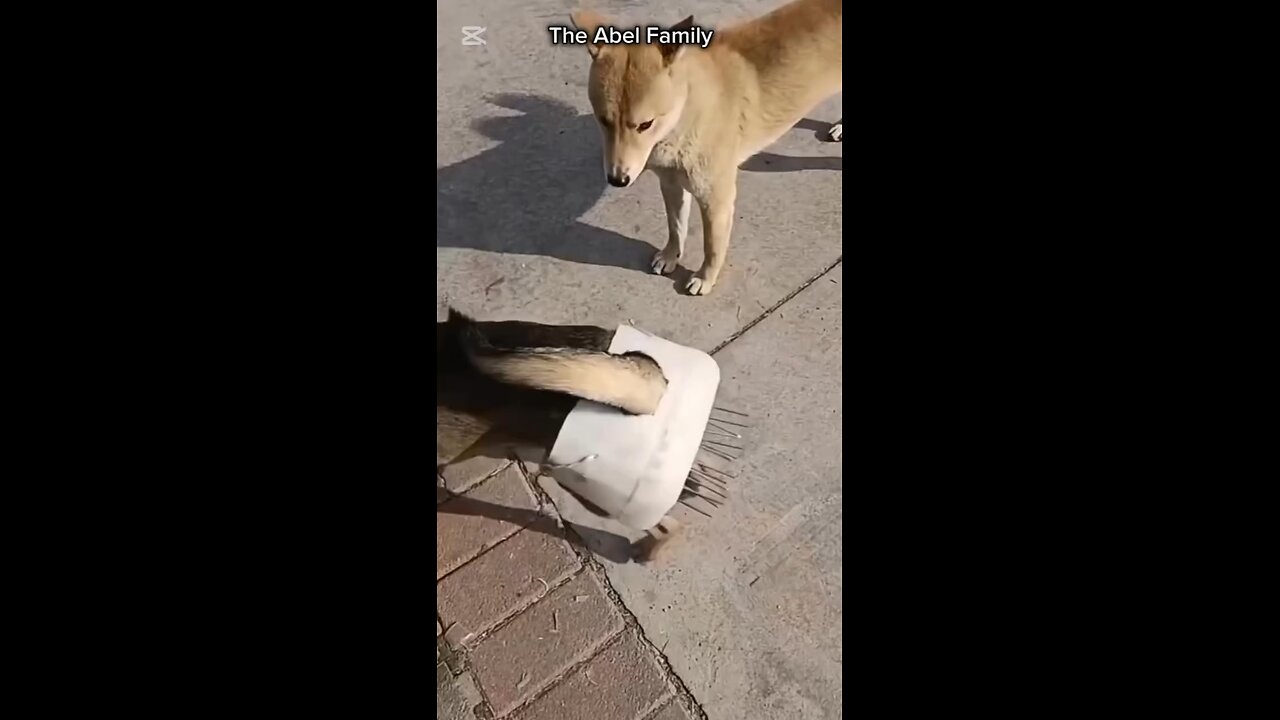 A way to avoid the high cost of spaying a dog