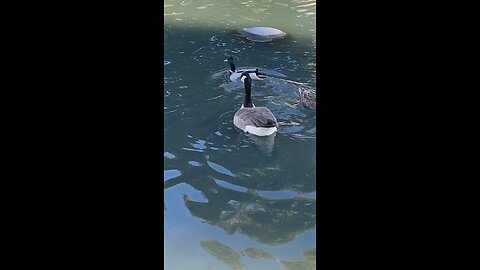 Mallard Ducks 🦆 & Canada Goose 🪿 #mallardducks #canadagoose #viral #subscribe #shorts