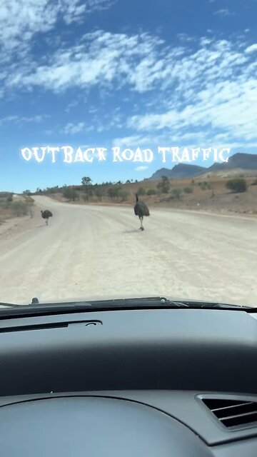Emu bird in Australia
