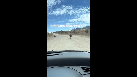 Emu bird in Australia