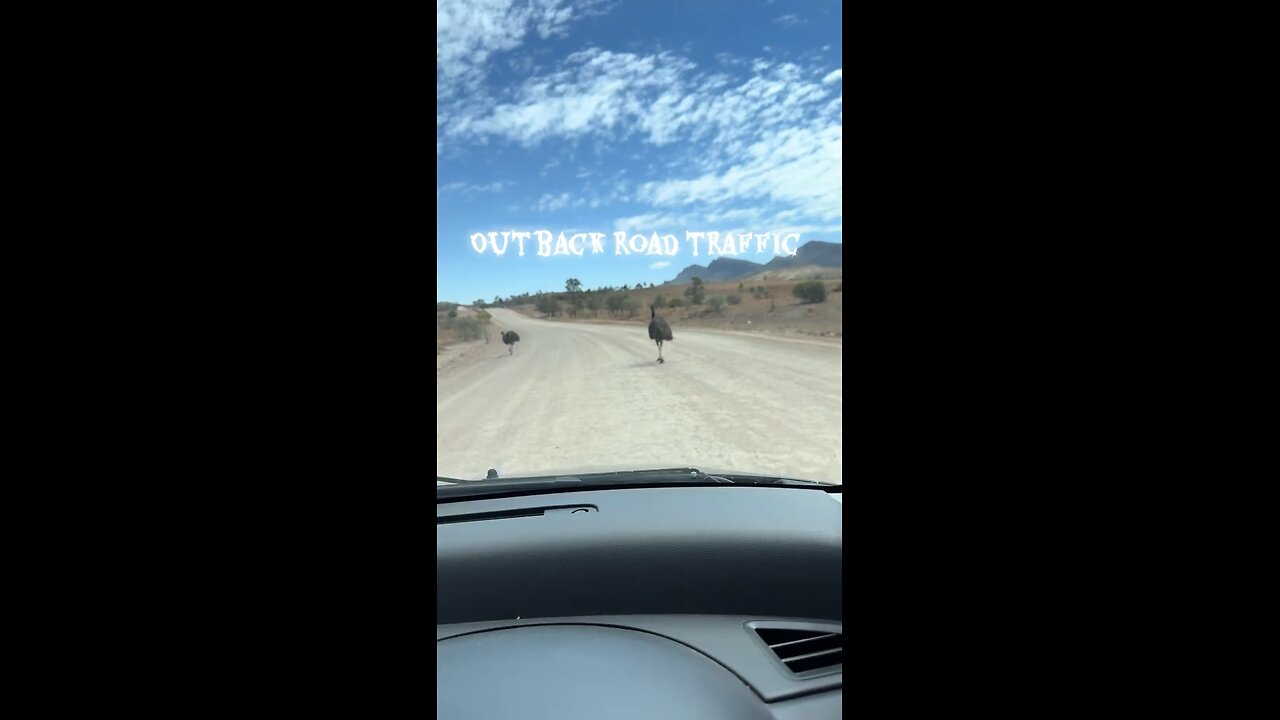 Emu bird in Australia