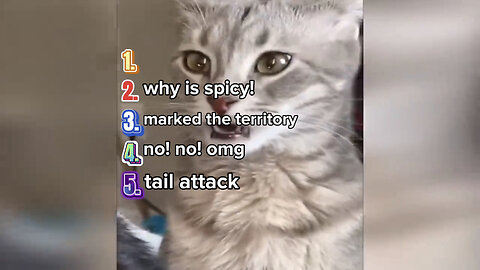 top 5 funny cat moments!!😂🤣